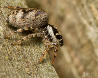 This sneaky little Salticus scenicus looks to be up to no good if you ask me.

I watched her stalk around her territory for quite a while.  A formidable hunter, although on this occasion, the hunt was unsuccessful.


Happy Arachtober everone!

Salticus scenicus, the Zebra or Jumping spider