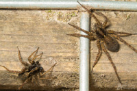 I am assuming these two Wolf Spiders (Lycosidae) where in the middle of a courtship ritual.  I didnt want disturb them too much so snapped this one quickly and left them to it. Dare he approach? Happy Arachtober everone!