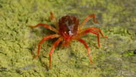 I promised a contact I would upload a nice cute little spider  this evening, so here is a cutest little red spider mite. Happy Arachtober everone