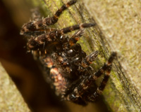 Found this little beauty lurking in in a gap between fence posts at my local nature reserve.  Not really sure on the species here, but its a feisty looking individual!

Happy Arachtober everone!