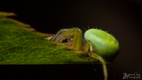 Araniella cucurbitina ~ The Cucumber Green Spider.  Happy Arachtober everyone!