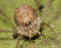 One from a series of shots from the archive today.  

I think the Opiliones (Harvestmen) have to be my all time favourite Order of insects.  They really do look like something out of this world.

This is Rilaena triangularis, a relatively large Opilione and one of the few to be found in spring.  This particular specimen is a female who from the looks of things has just finished off a meal (note the small leg just infront).  A shame I didnt happen by a few minutes earlier as this is a scene I have long wanted to catch.

In this shot you can quite clearly see one of the diagnostic features of the species (Rilaena triangularis), that being the structure of the  Pedipalp.  Both the patella and tibia segments show a blunted outgrowth (apophysis) which is characteristic of the species, as marked on the image notes.

Happy Arachtober everyone!