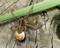 Female wolf spider and egg sac.